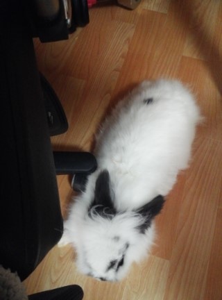 토군 이미지