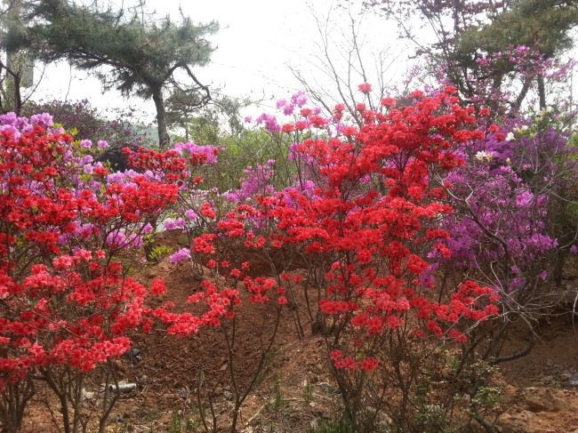 아이리스화원 이미지