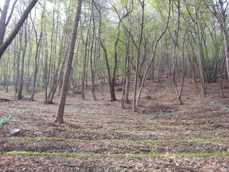 보령산양산삼 이미지