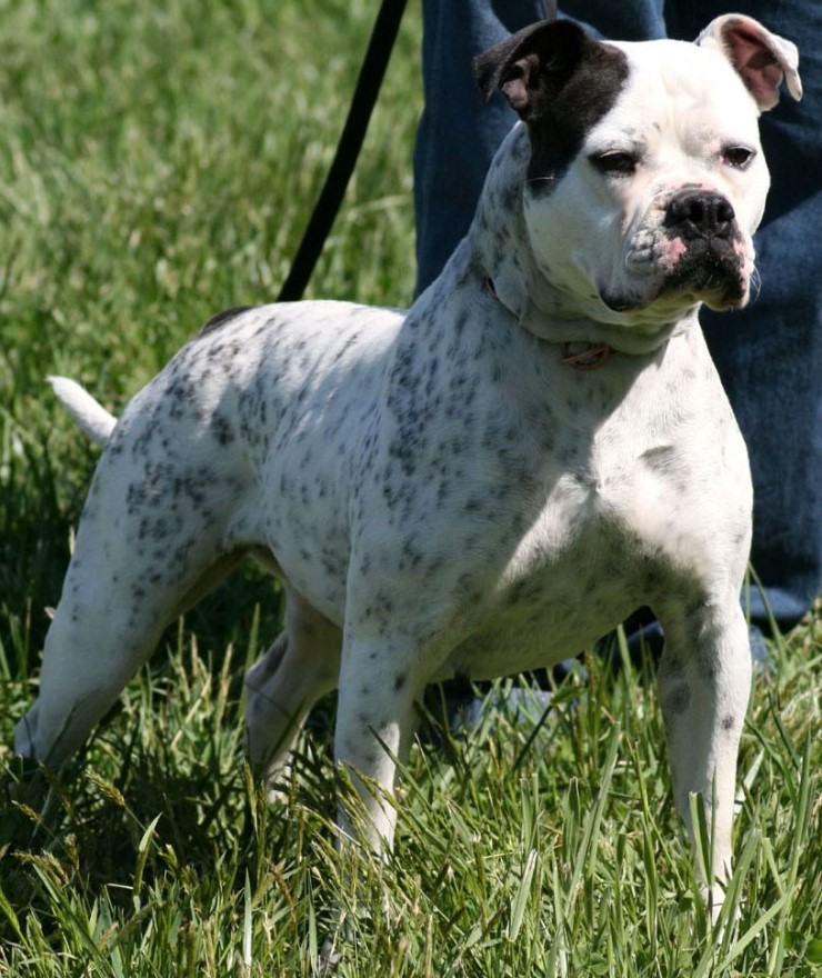 불독(bulldog) 이미지