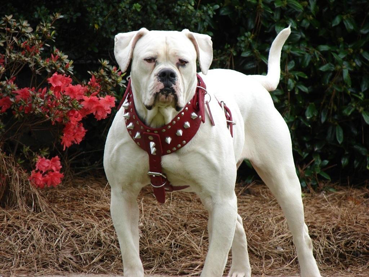 불독(bulldog) 이미지