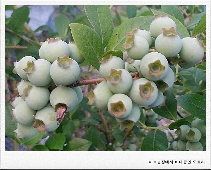 미르농장 이미지