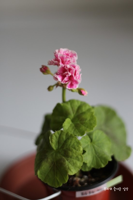 프루타볼 이미지