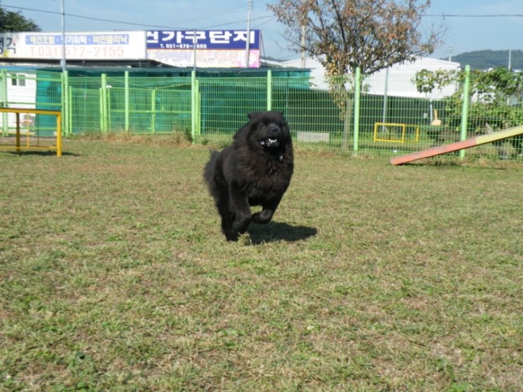 [차우차우분양] 암컷 차우차우 베티 분양합니다 : 네이버 블로그