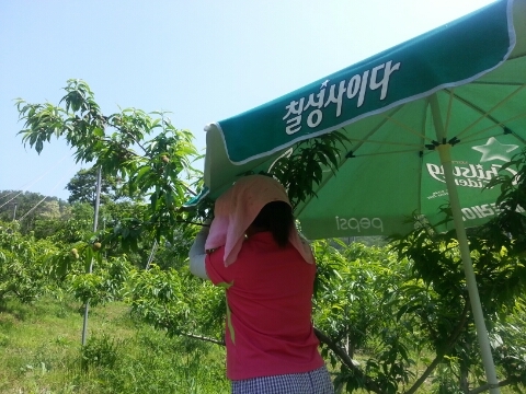 태산방제 이미지