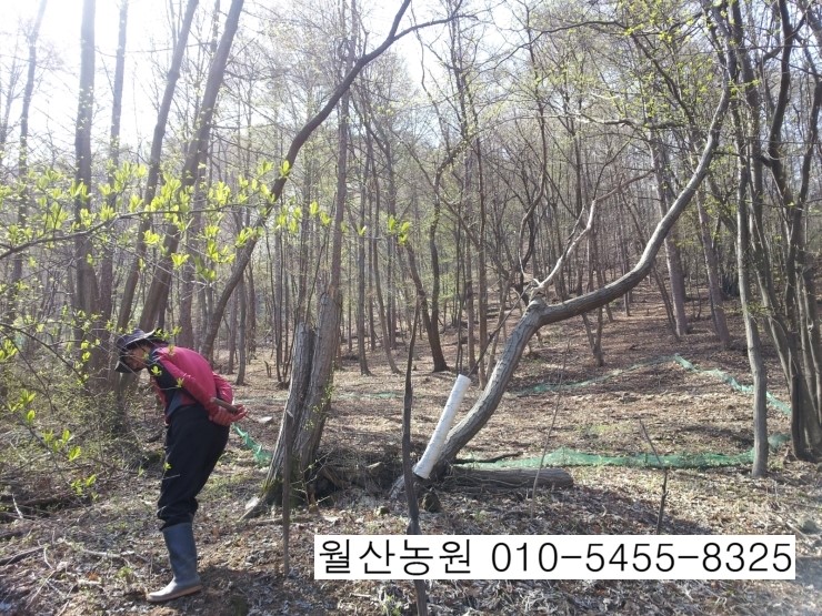 보령산양산삼 이미지