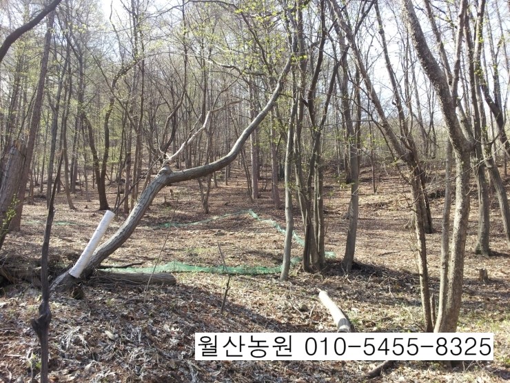 보령산양산삼 이미지