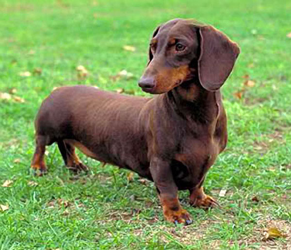 닥스훈트(DACHS HUND) 이미지
