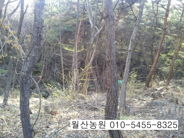보령산양산삼 이미지
