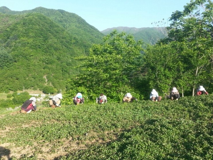 거창홍어성초영농조합법인 이미지