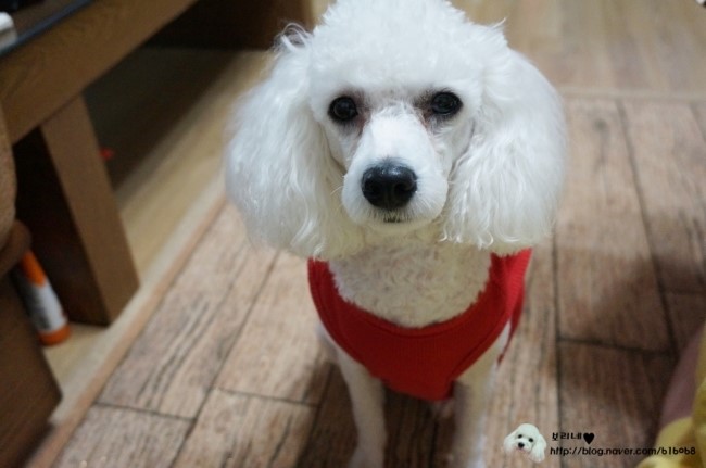 미스터피자곤지암점 이미지