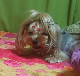 랑이 이미지