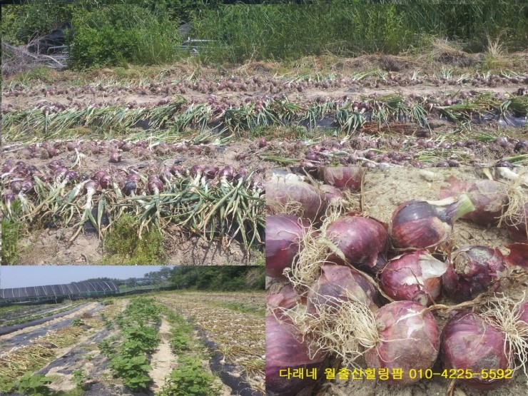 월출산힐링팜 이미지