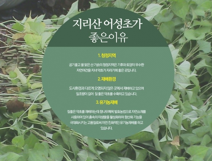 어성초영농조합법인 이미지