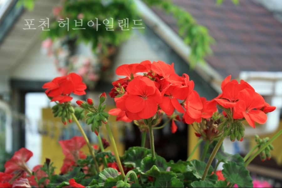 해피마트(마트365) 이미지