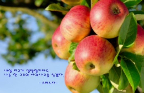 애플트리사과나무 이미지