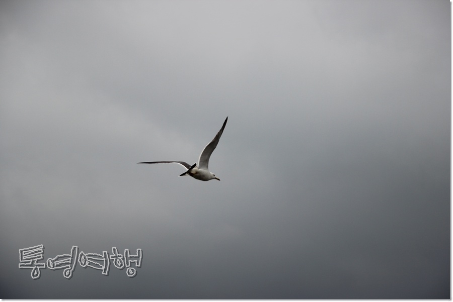 조선충무김밥 이미지