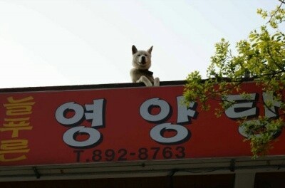 푸른영양탕 이미지
