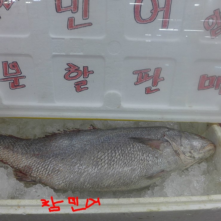 민어와,점성어 구별법/여름 최고 보양식민어/민어회/민어회제대로즐기기/ : 네이버 블로그