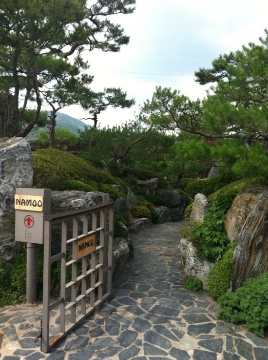카페나무 이미지