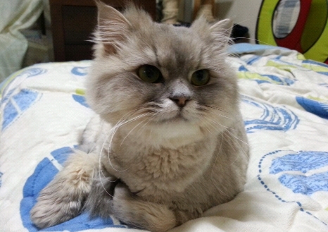 냥이커뮤니케이션 이미지