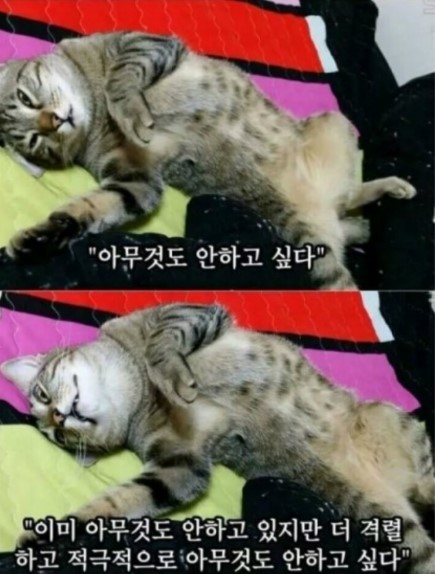 쌩얼라인 이미지