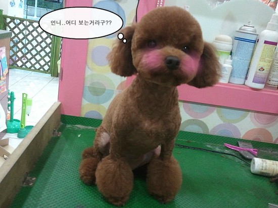 피노우리 이미지