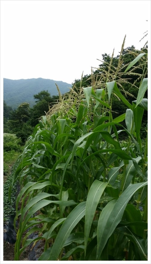 행복한농부 이미지