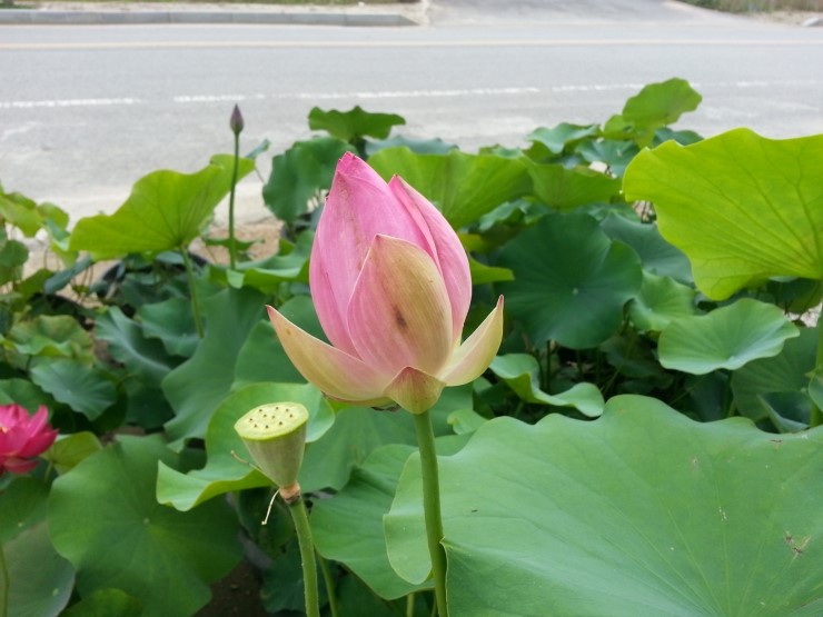 대아농원 이미지