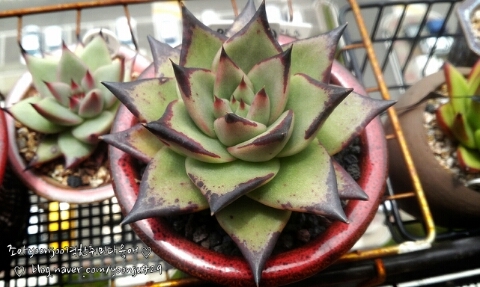 까망라인 이미지