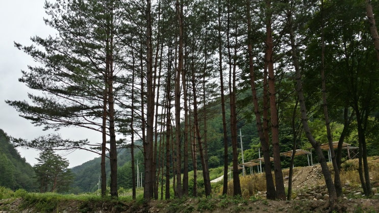 고향펜션캠핑 이미지
