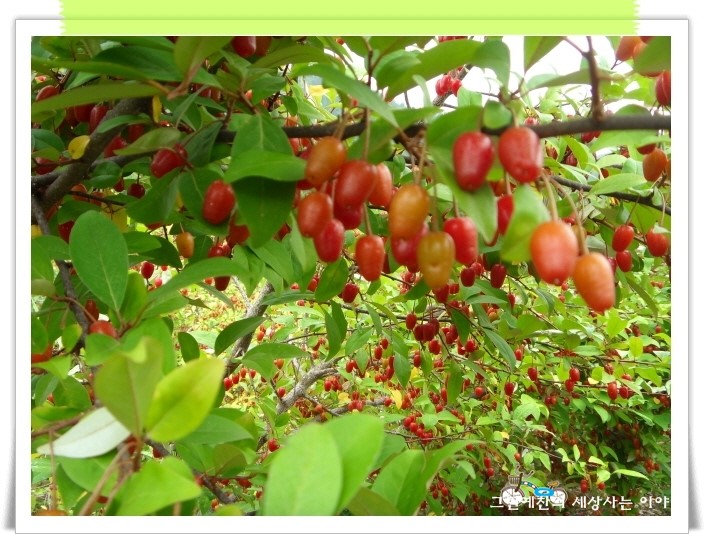 공룡나라 친환경 보리수농장 이미지