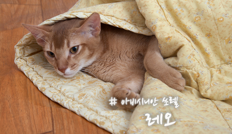 레오시스템 이미지