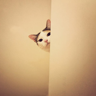 빼꼼 이미지