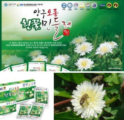 양구토종민들레영농조합 이미지