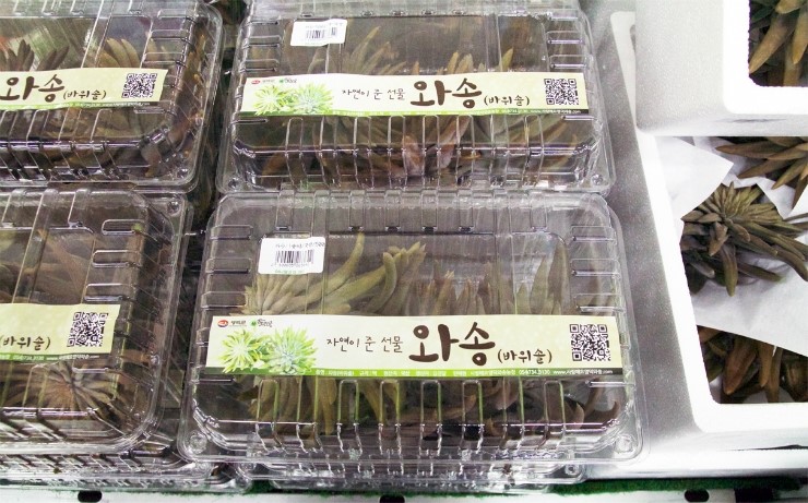 사랑해요영덕와송 이미지