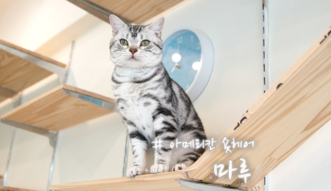 마루헤어 이미지