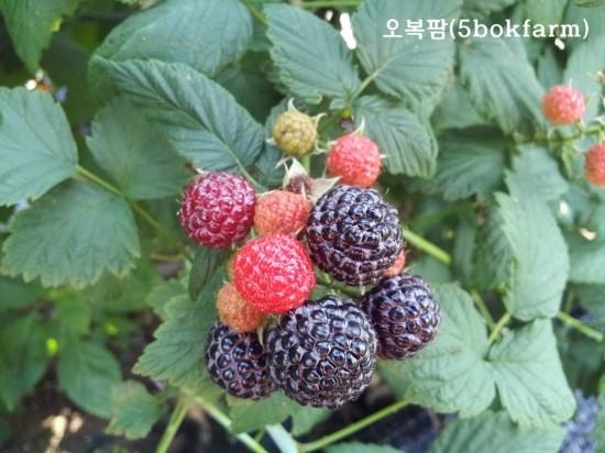 오복광택 이미지