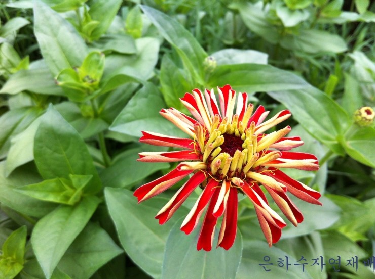 담양녹즙 이미지