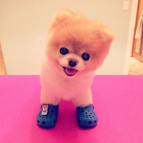 버디 Buddy 이미지
