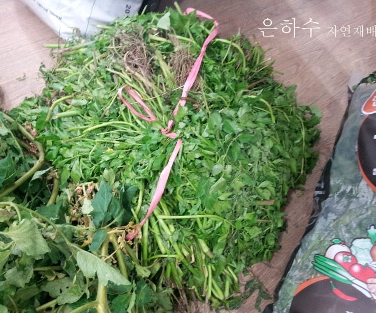 담양녹즙 이미지