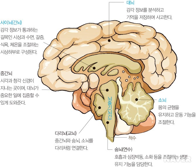 뇌의 구조와 기능, 좌뇌와 우뇌의 역할 : 네이버 블로그