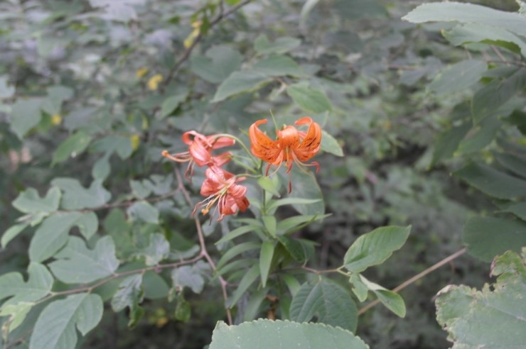 산성신발 이미지