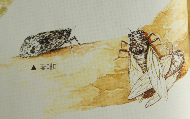 여름 곤충만들기, 여름곤충의 종류, 매미의 특징, 매미 종이접기 등 : 네이버 블로그