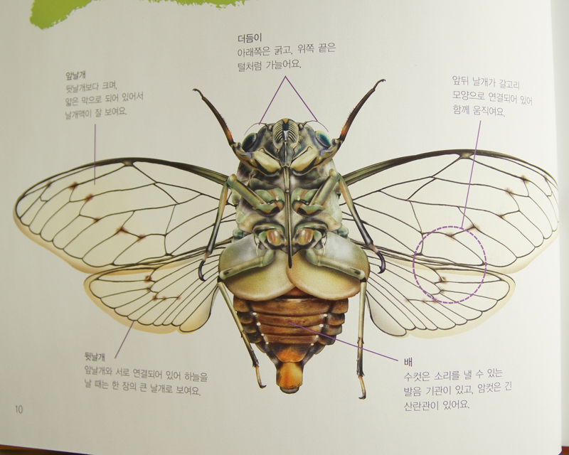 여름 곤충만들기, 여름곤충의 종류, 매미의 특징, 매미 종이접기 등 : 네이버 블로그