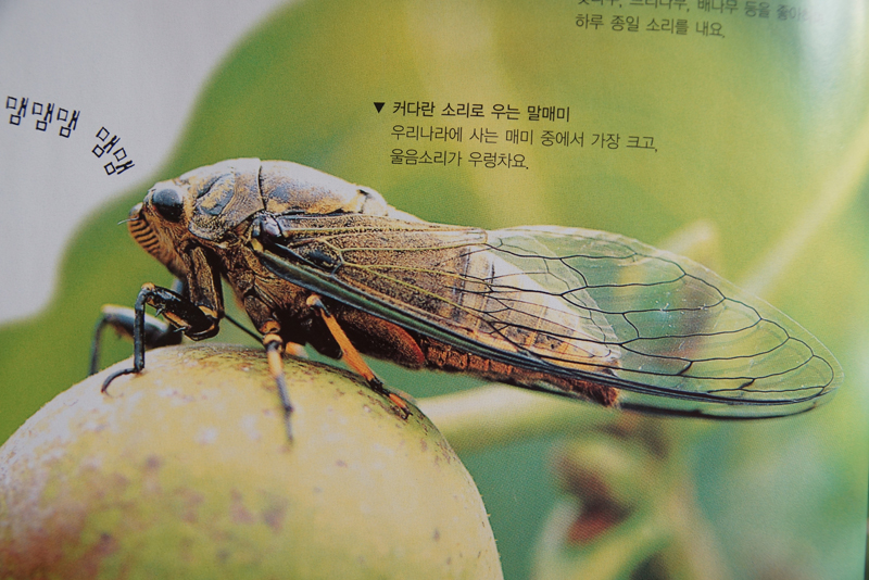 여름 곤충만들기, 여름곤충의 종류, 매미의 특징, 매미 종이접기 등 : 네이버 블로그