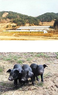 합천명품토종흑돼지 이미지