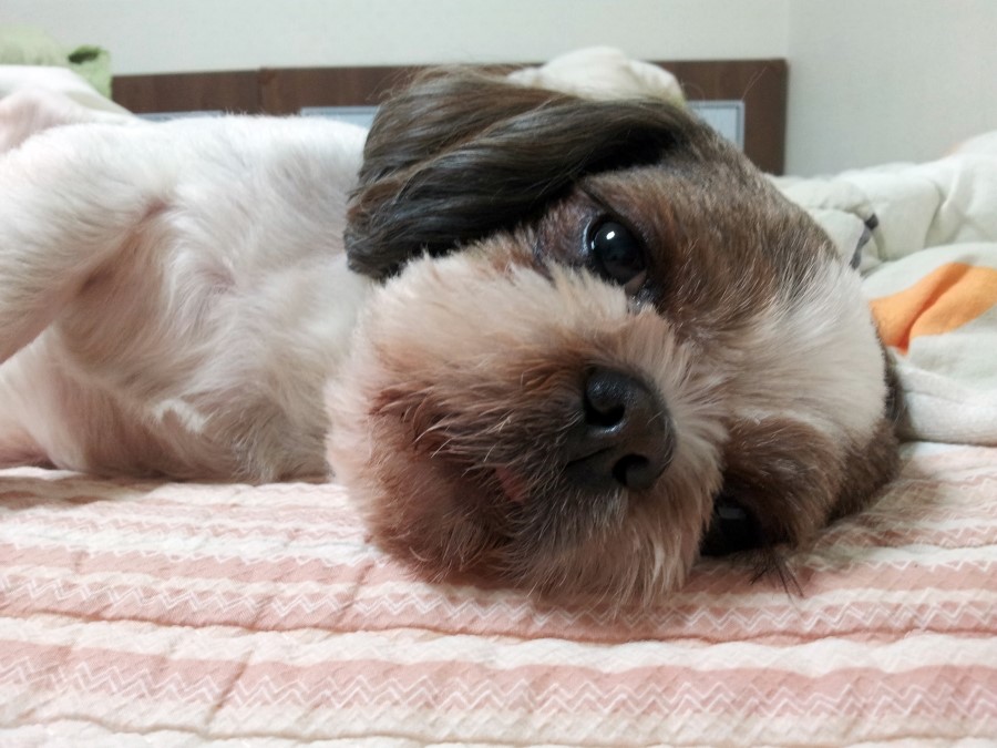 콩이 이미지