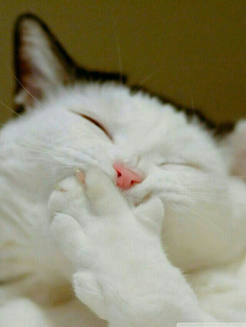엄마반찬사주세요 이미지