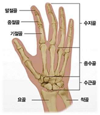 [손,손목] 손과 손목의 해부학적 구조 : 네이버 블로그